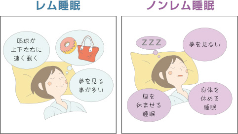 レム睡眠とノンレム睡眠